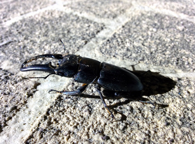 갓 우화한 듯한 넓적사슴벌레 (Dorcus titanus castanicolor); DISPLAY FULL IMAGE.