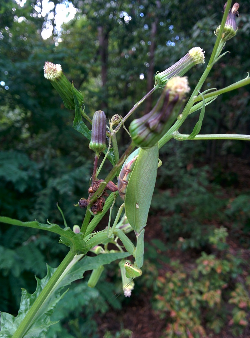 대형 왕사마귀 -- 넓적배사마귀 (Hierodula patellifera); DISPLAY FULL IMAGE.