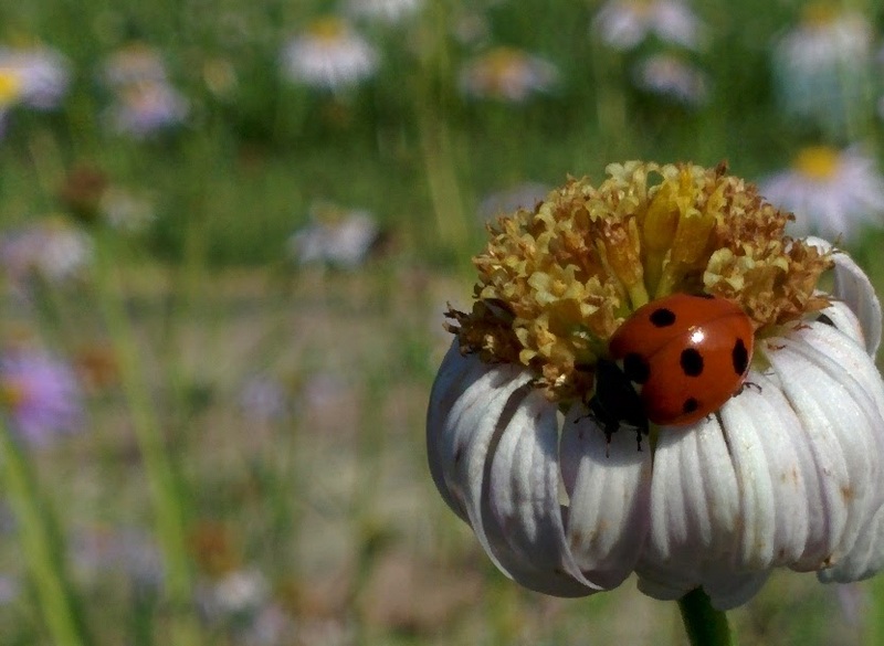 벌개미취 꽃에서 먹이를 찾는 칠성무당벌레; DISPLAY FULL IMAGE.