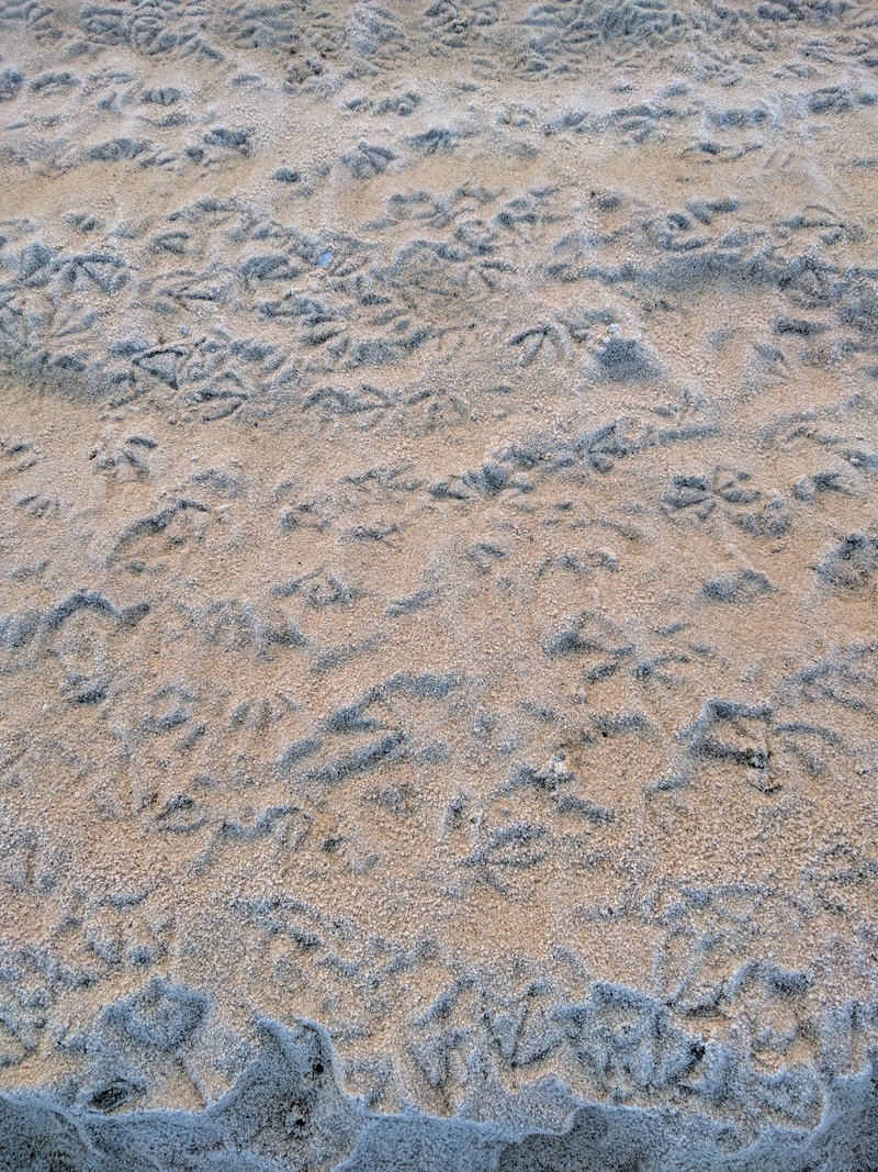 모래사장에 갈매기가 그린 그림; DISPLAY FULL IMAGE.