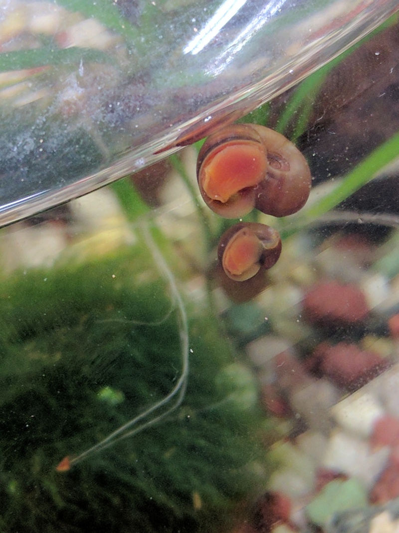 어항의 또아리물달팽이과 달팽이 형제 - Planorbarius corneus; DISPLAY FULL IMAGE.