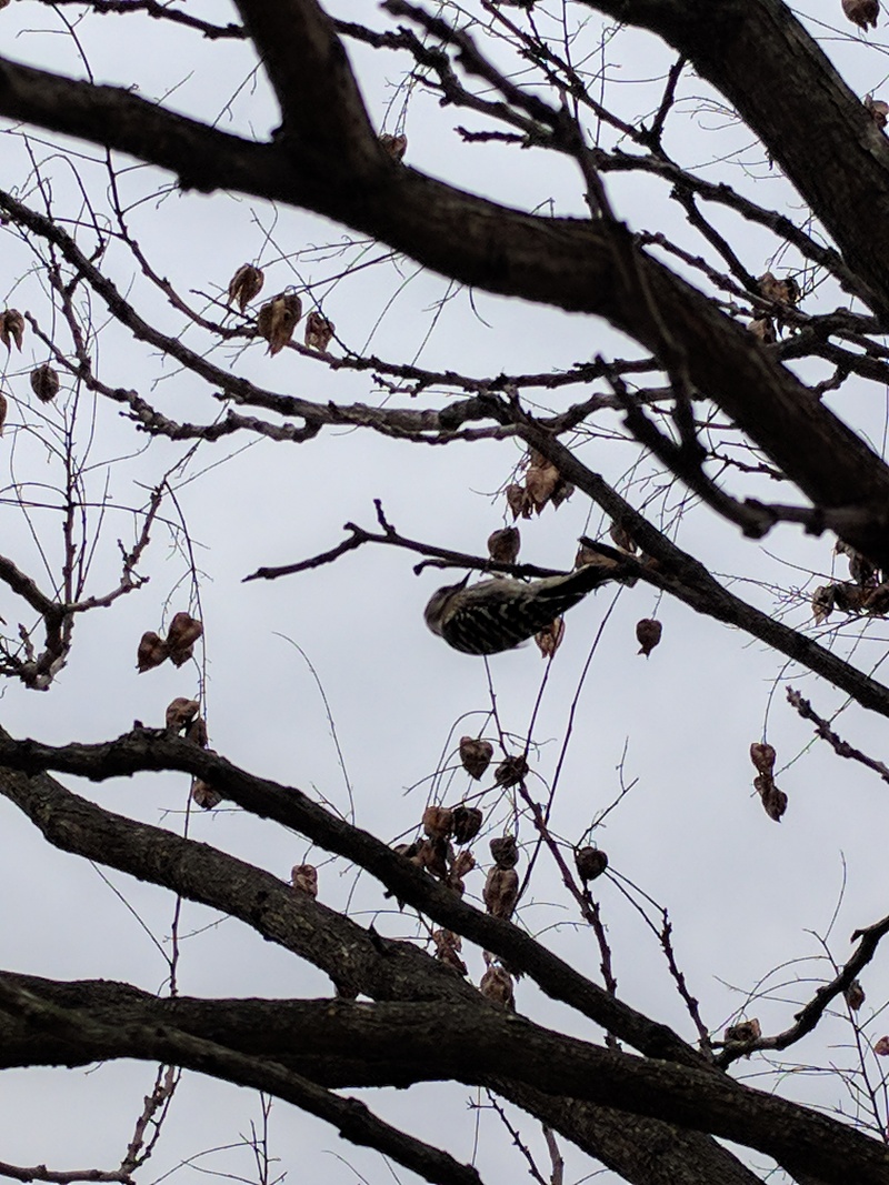 쇠딱다구리 (Yungipicus kizuki, Japanese pygmy woodpecker); DISPLAY FULL IMAGE.