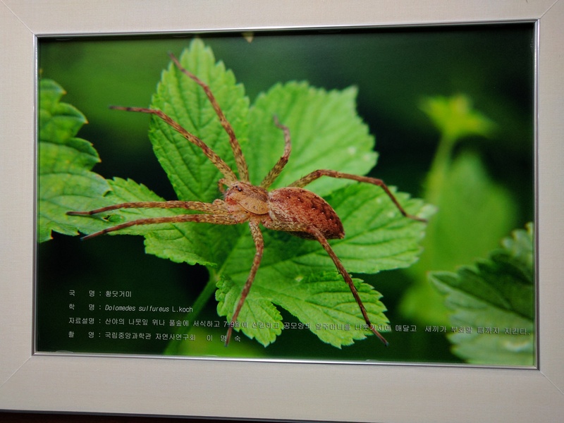 황닷거미 Dolomedes sulfureus; DISPLAY FULL IMAGE.