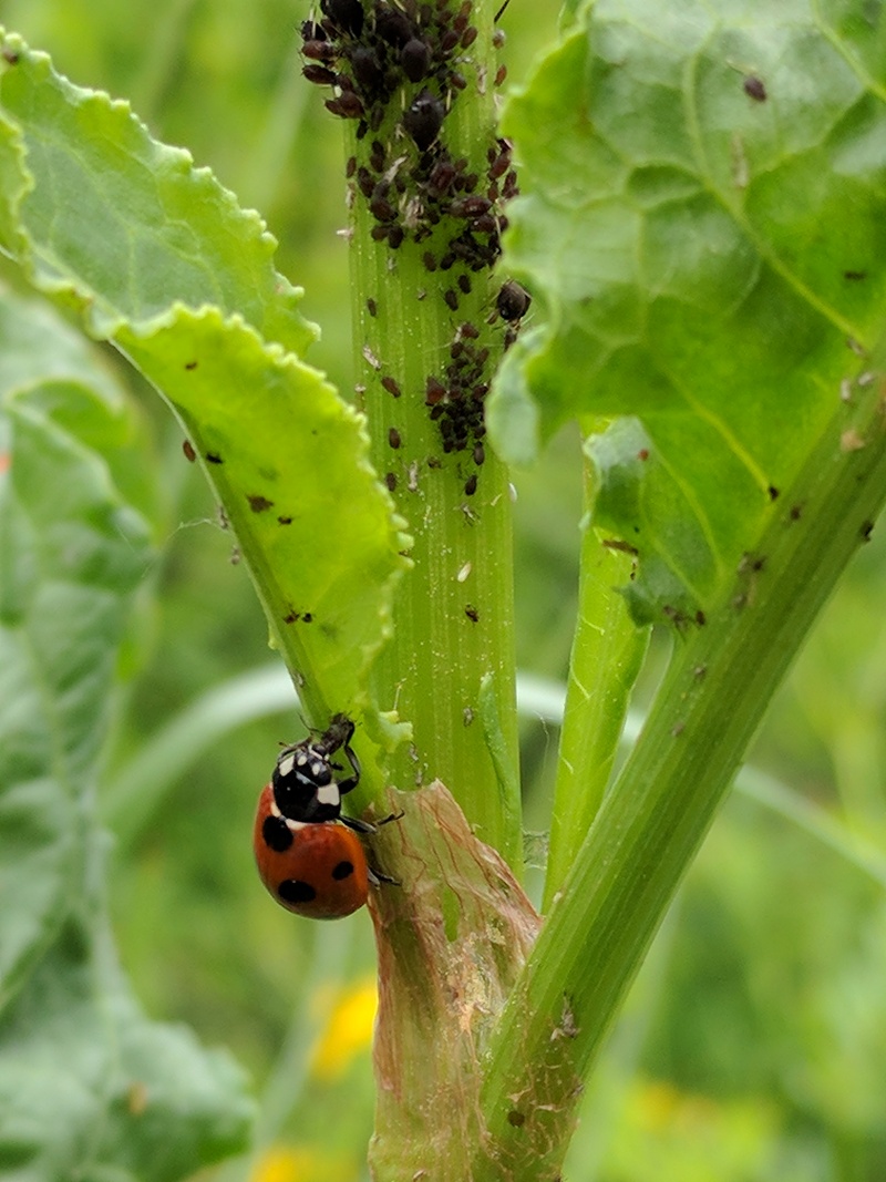 진딧물을 포식하는 칠성무당벌레 - Coccinella septempunctata; DISPLAY FULL IMAGE.