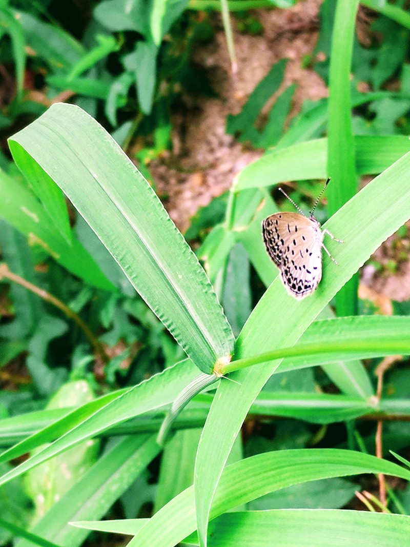 작은 부전나비 종류 - 남방부전나비 (Pseudozizeeria maha) ?; DISPLAY FULL IMAGE.