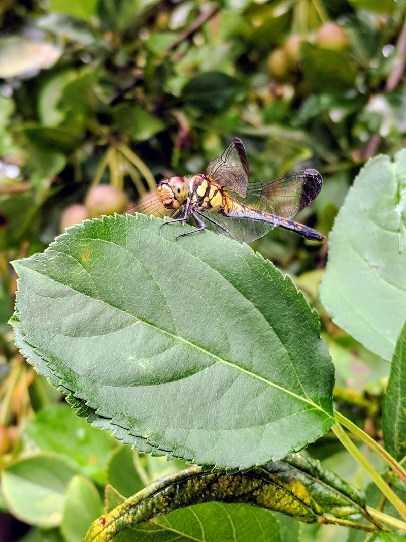 Sympetrum infuscatum - 깃동잠자리; DISPLAY FULL IMAGE.