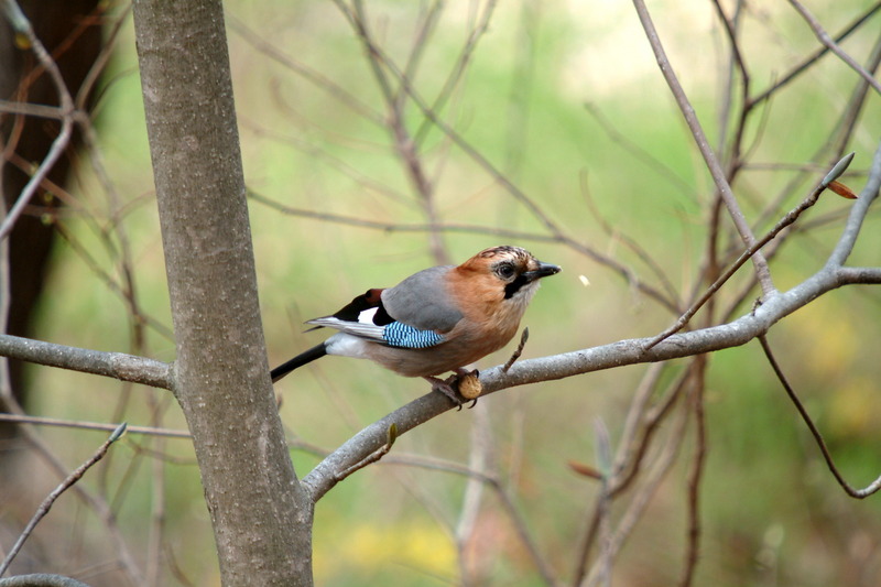 어치 - Eurasian Jay - 산까치, 언치 - Garrulus glandarius; DISPLAY FULL IMAGE.