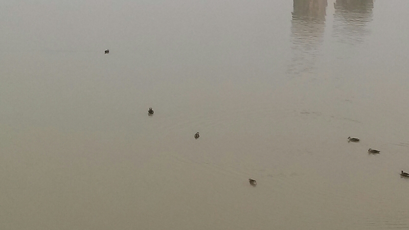 흰뺨검둥오리(Anas zonorhyncha : Eastern Spot-billed Duck); DISPLAY FULL IMAGE.