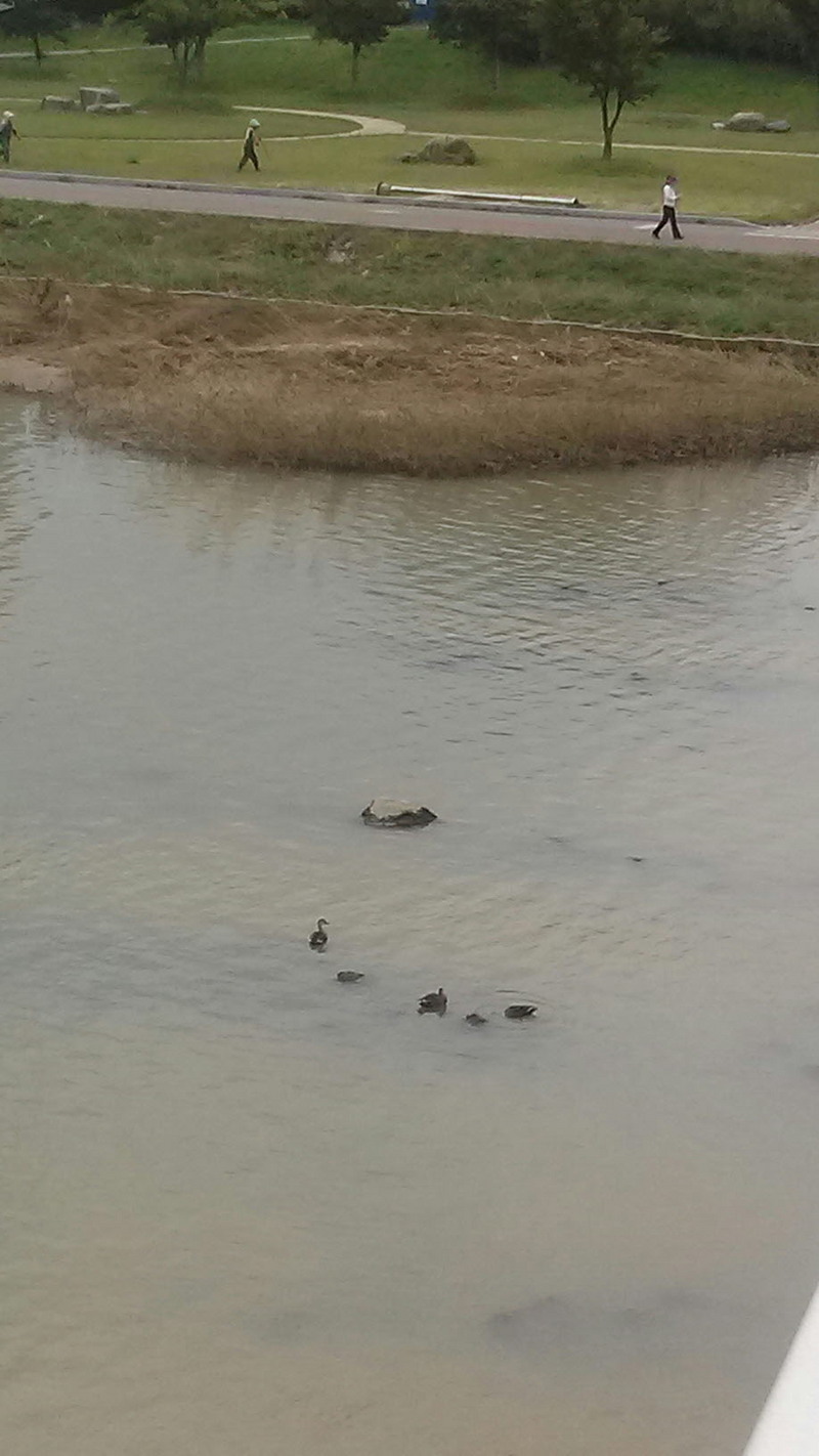 태화강 모래톱 근처에 흰뺨검둥오리(Anas zonorhyncha : Eastern Spot-billed Duck); DISPLAY FULL IMAGE.