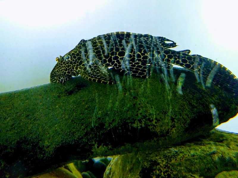 플레코스토무스, 플레코, 비파 (Hypostomus plecostomus); DISPLAY FULL IMAGE.