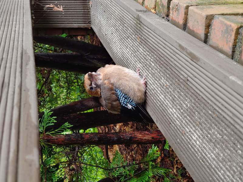 이소중인 새끼 어치/산까치 (Garrulus glandarius); DISPLAY FULL IMAGE.