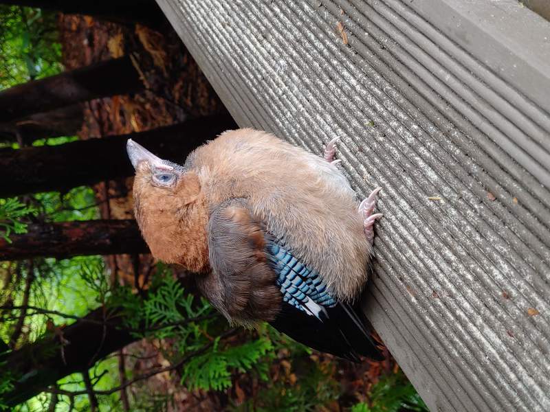 이소중인 새끼 어치/산까치 (Garrulus glandarius); DISPLAY FULL IMAGE.