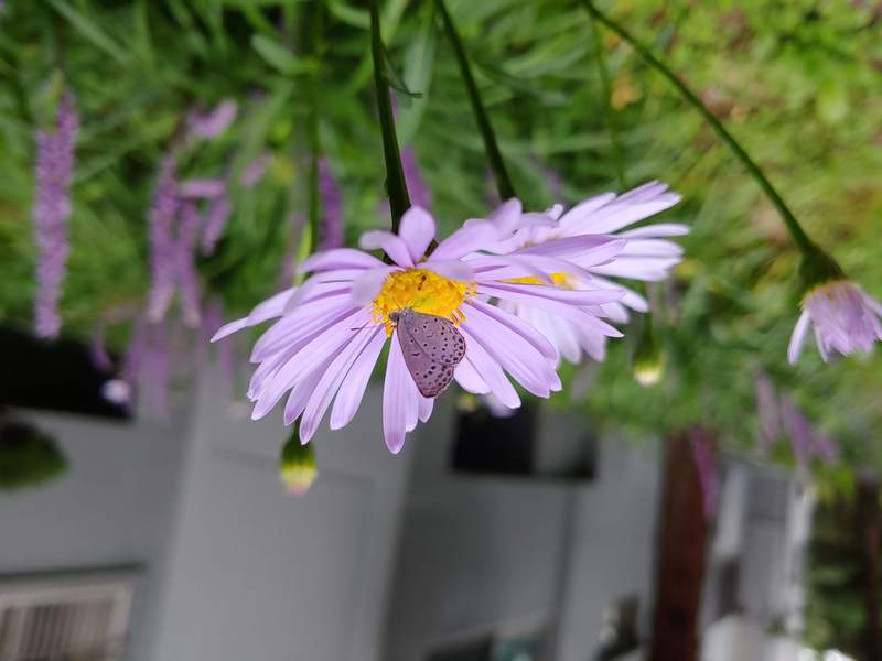 구절초(?) 꽃과 작은 부전나비 (암묵부전나비?); DISPLAY FULL IMAGE.