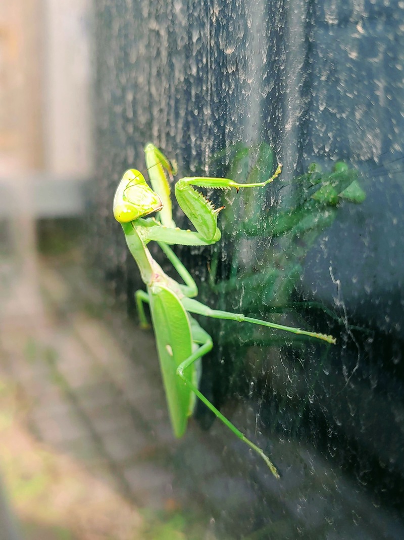 벽에 붙어 쉬는 항라사마귀 --> 넓적배사마귀 / Hierodula patellifera; DISPLAY FULL IMAGE.