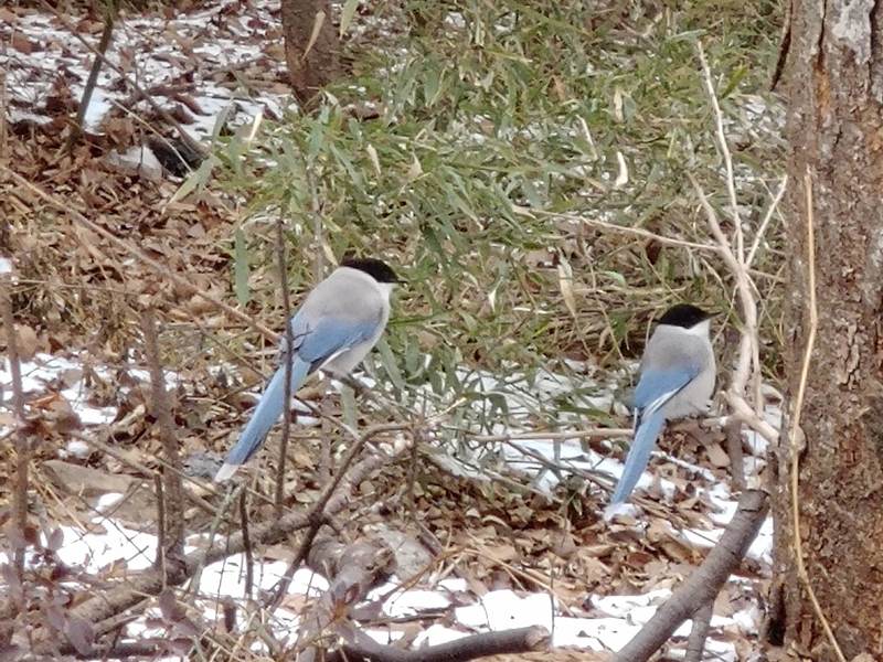 물까치 / Azure-Winged Magpie / Cyanopica cyana; DISPLAY FULL IMAGE.