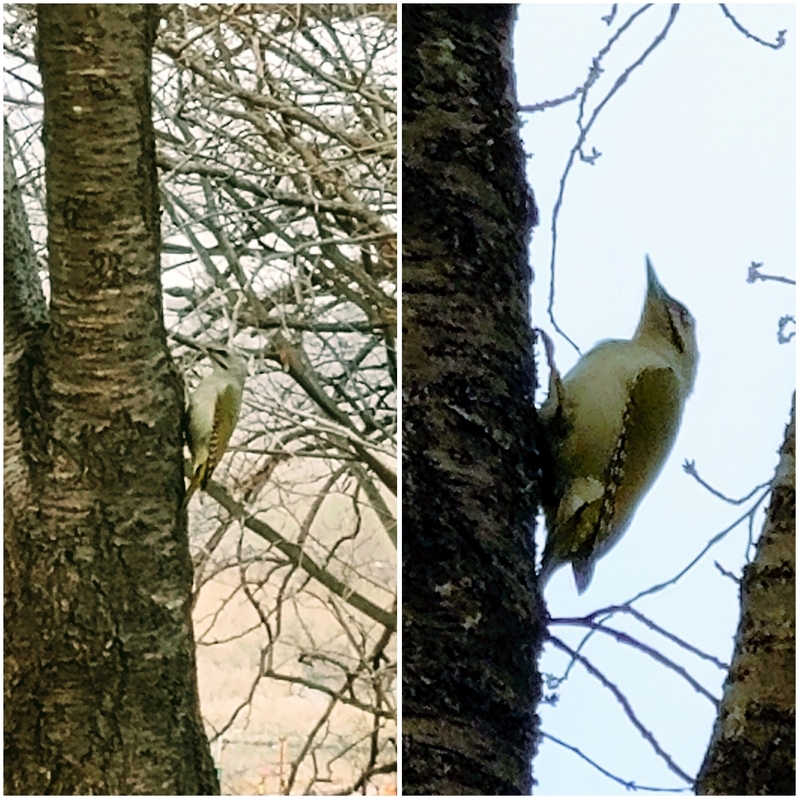 청딱따구리 암컷 (Picus canus / Gray-headed Woodpecker); DISPLAY FULL IMAGE.