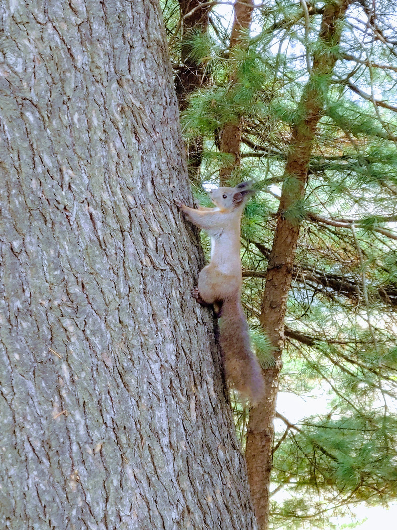 청설모(청서) Sciurus vulgaris mantchuricus; Eurasian red squirrel; DISPLAY FULL IMAGE.