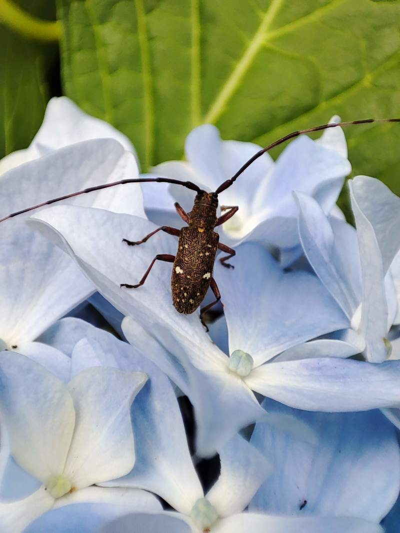 두 개의 점이 귀여운 작은 하늘소: 점박이수염하늘소 Monochamus guttulatus; DISPLAY FULL IMAGE.