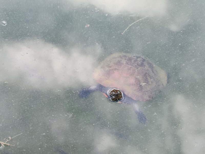 붉은배거북 northern red-bellied turtle (Pseudemys rubriventris); DISPLAY FULL IMAGE.