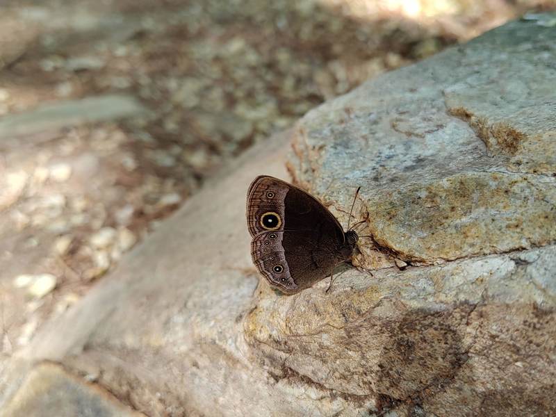 Mycalesis francisca, 부처사촌나비, Lilacine Bushbrown; DISPLAY FULL IMAGE.