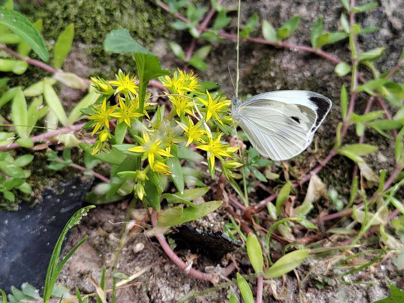 돌나물 꽃과 배추흰나비 (Pieris rapae, small cabbage white); DISPLAY FULL IMAGE.