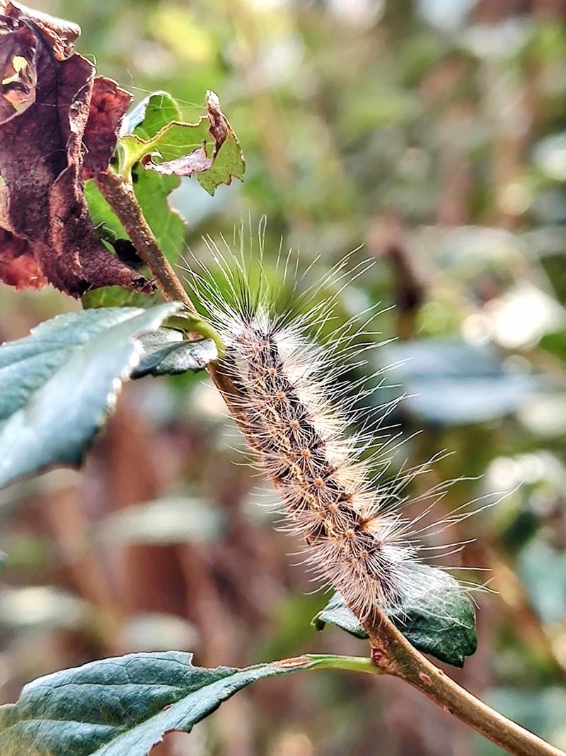 송충이 닯음 애벌레: 미국흰불나방 종령 유충 - Hyphantria cunea - fall webworm; DISPLAY FULL IMAGE.