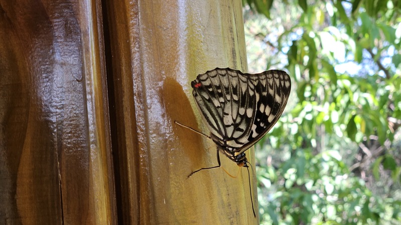 왕오색나비 Sasakia charonda (Large Purple Fritillary) 수컷; DISPLAY FULL IMAGE.