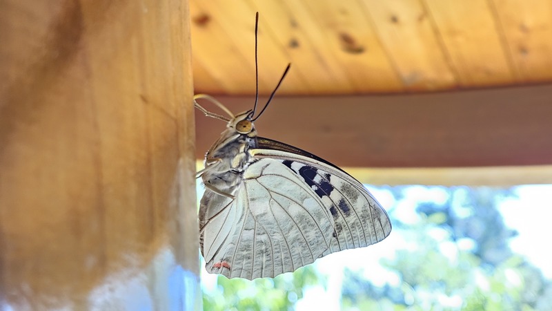 왕오색나비 Sasakia charonda (Large Purple Fritillary) 암컷; DISPLAY FULL IMAGE.