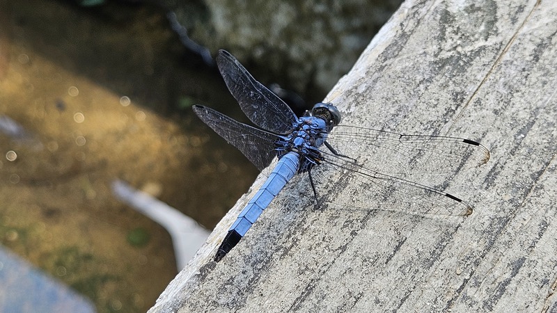 밀잠자리 (Orthetrum albistylum) 수컷; DISPLAY FULL IMAGE.