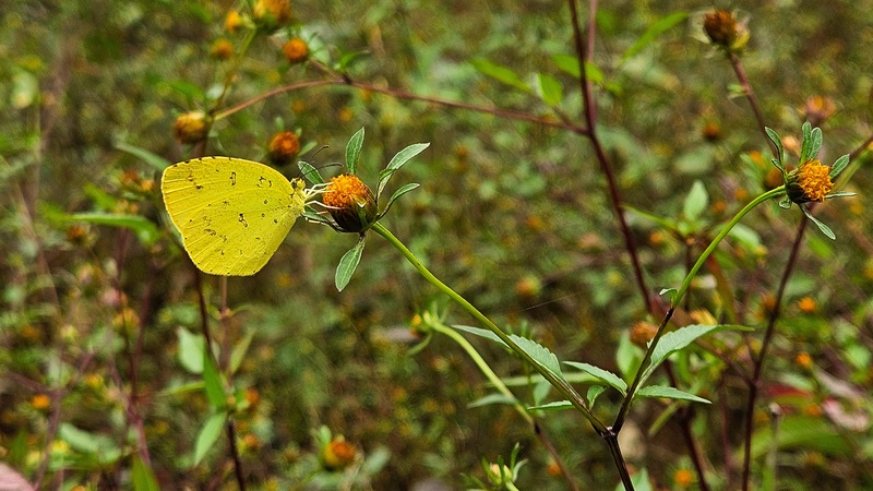남방노랑나비 (Eurema hecabe); DISPLAY FULL IMAGE.