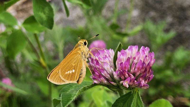 붉은토끼풀 꽃과 줄점팔랑나비 Parnara guttata; DISPLAY FULL IMAGE.
