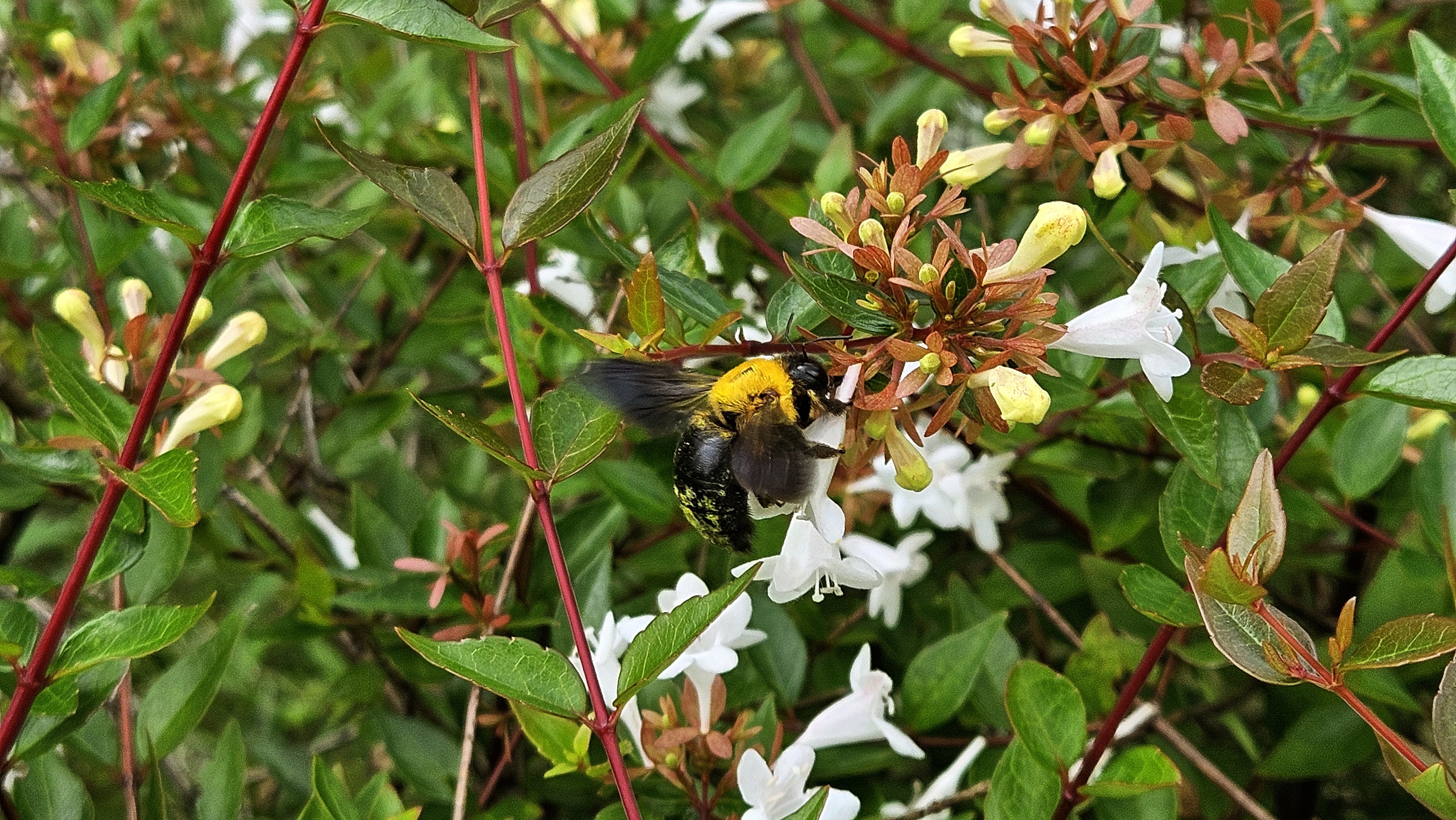 꽃댕강나무의 호박벌 Bombus(Bombus) ignitus; DISPLAY FULL IMAGE.