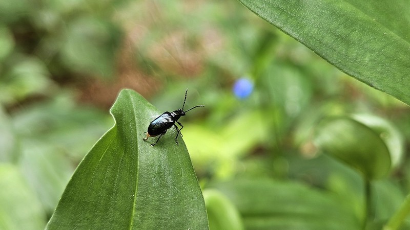 배노랑긴가슴잎벌레 Lema concinnipennis; DISPLAY FULL IMAGE.
