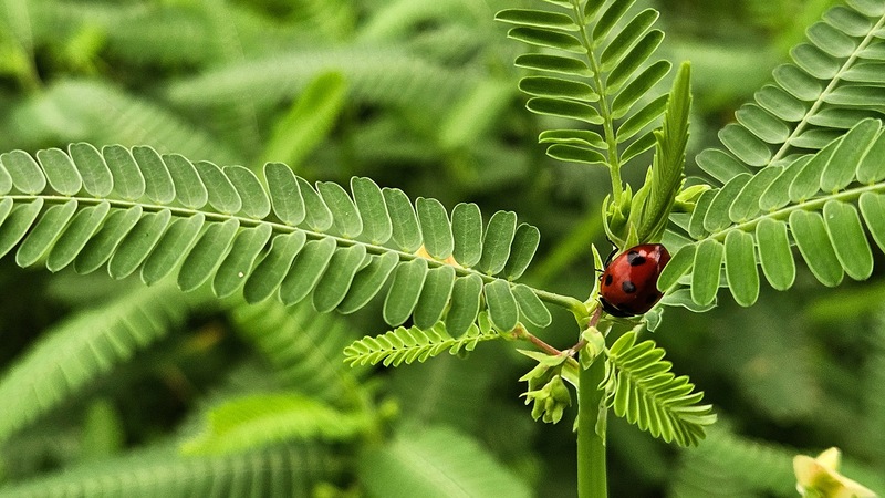 자귀풀에서 쉬는 칠성무당벌레 Coccinella septempunctata; DISPLAY FULL IMAGE.