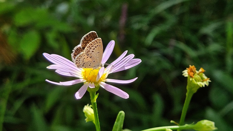 남방부전나비 (Pseudozizeeria maha); DISPLAY FULL IMAGE.
