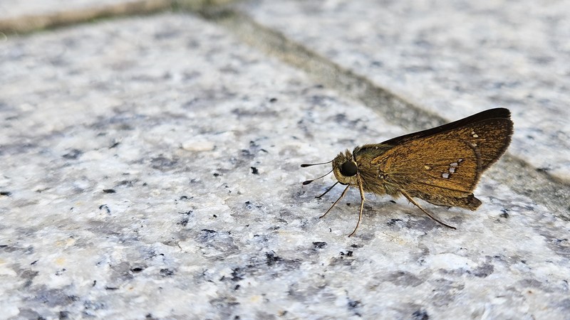 길 위에 앉아 쉬는 줄점팔랑나비 (Parnara guttata); DISPLAY FULL IMAGE.
