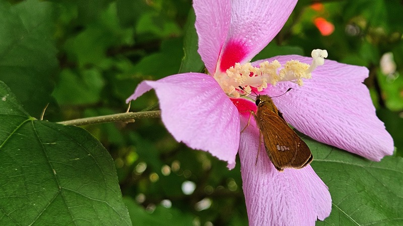무궁화 꽃꿀을 빠는 줄점팔랑나비 Parnara guttata; DISPLAY FULL IMAGE.