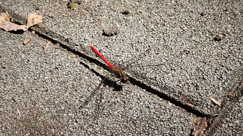고추좀잠자리 (Sympetrum frequens) 수컷; DISPLAY FULL IMAGE.