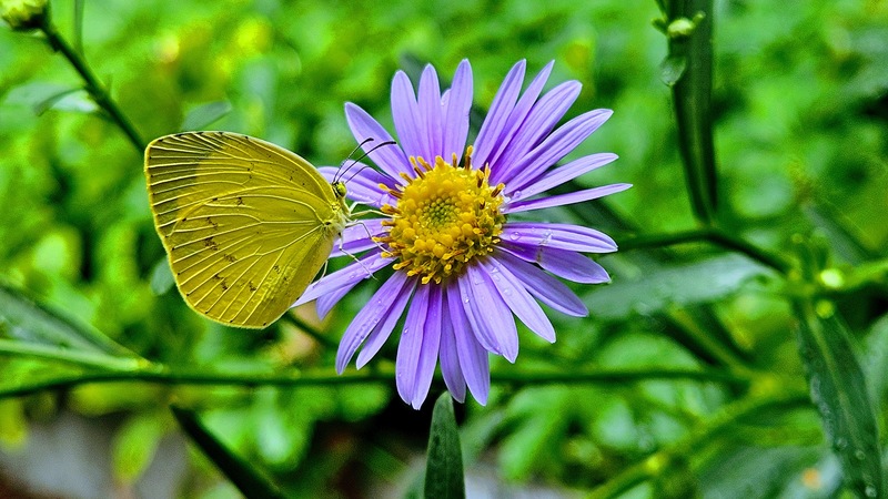 벌개미취 꽃의 남방노랑나비 Eurema hecabe; DISPLAY FULL IMAGE.