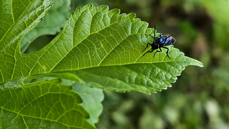 극동등에잎벌 Arge similis (추정); DISPLAY FULL IMAGE.