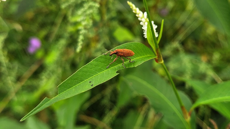 흰여뀌 잎의 길쭉바구미 Lixus impressiventris; DISPLAY FULL IMAGE.