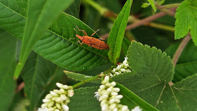 흰여뀌 잎의 길쭉바구미 Lixus impressiventris; DISPLAY FULL IMAGE.