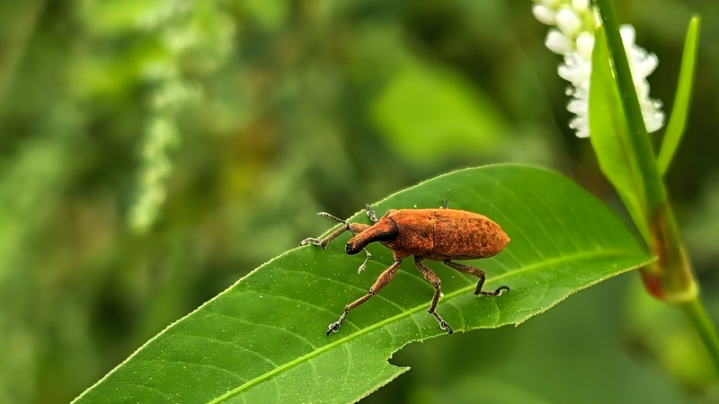 흰여뀌 잎의 길쭉바구미 Lixus impressiventris (확대본); DISPLAY FULL IMAGE.