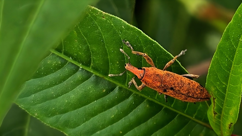 흰여뀌 잎의 길쭉바구미 Lixus impressiventris (확대본); DISPLAY FULL IMAGE.