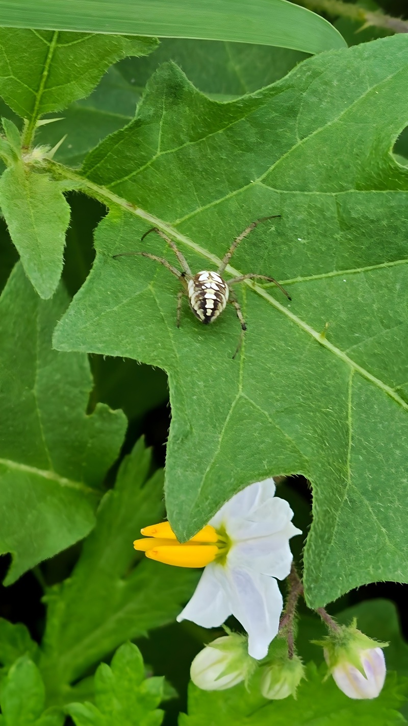 도깨비가지 꽃과 각시어리왕거미 (Neoscona adianta); DISPLAY FULL IMAGE.