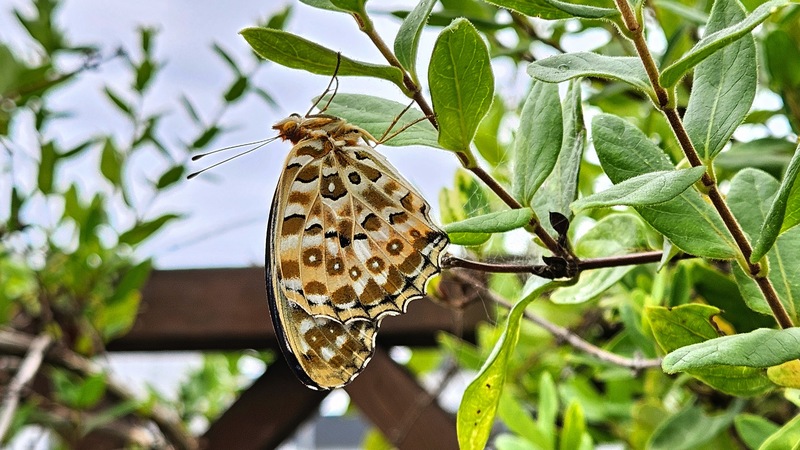 인동덩굴에서 쉬는 암끝검은표범나비 Argyreus hyperbius; DISPLAY FULL IMAGE.