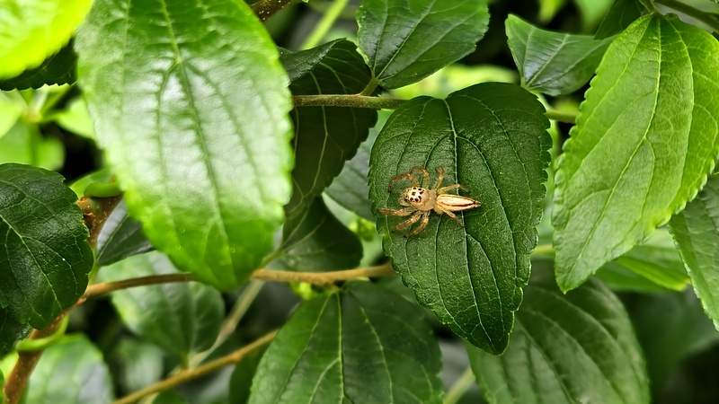 검은날개무늬깡충거미 Telamonia vlijmi; DISPLAY FULL IMAGE.