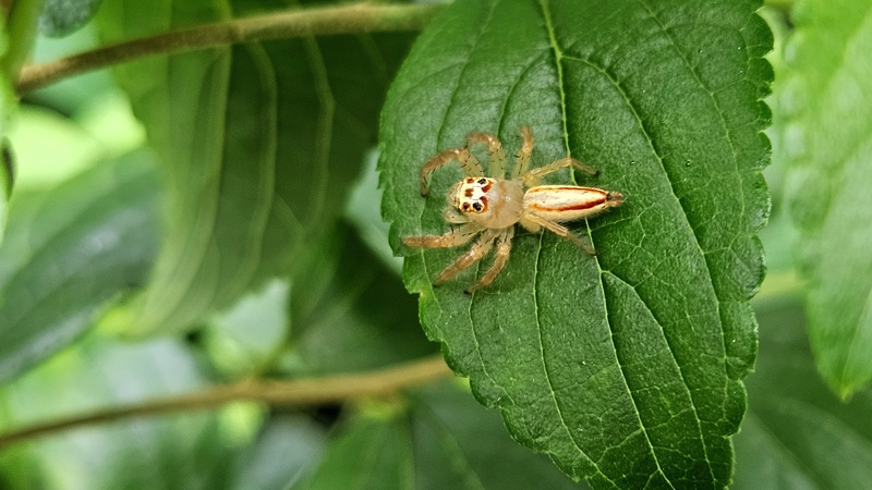 검은날개무늬깡충거미 Telamonia vlijmi; DISPLAY FULL IMAGE.