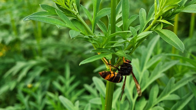 등검은말벌 Vespa velutina; DISPLAY FULL IMAGE.