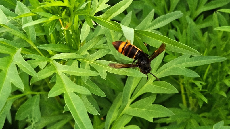 등검은말벌 Vespa velutina; DISPLAY FULL IMAGE.